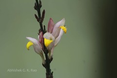 Gymnostachyum febrifugum